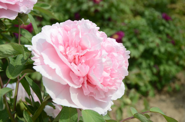 菏泽牡丹和洛阳牡丹那个早