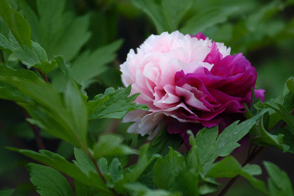 花二乔牡丹难开复色，作为复色系情何以堪~