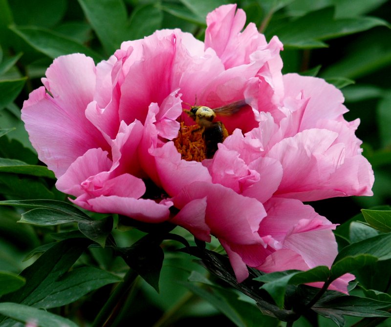 牡丹花有香味吗？牡丹花的香味有浓有淡