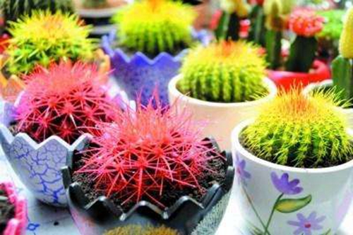 玉米的养护技巧与方法