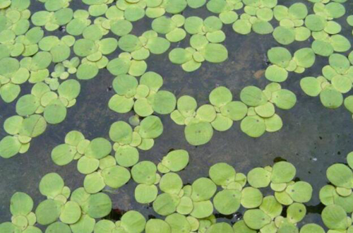 叶子花怎么养？