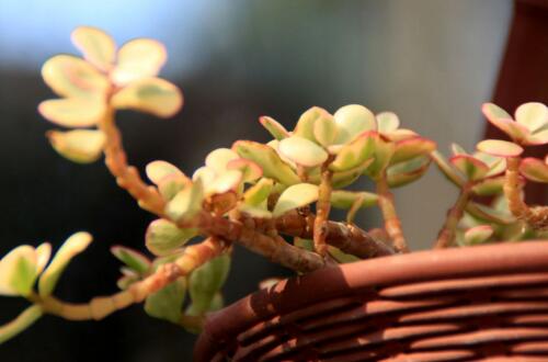 蔬菜出苗不齐的解决方法