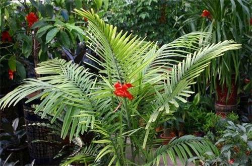 瓜栗如何培育新株，主要的方式有几种，有什么需要注意的地方？