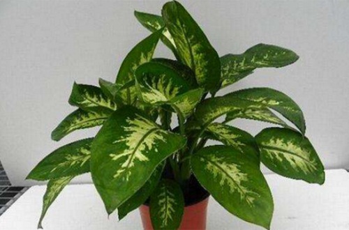 常用作切花原材料的红蕉是怎么养植的，有什么注意的要点么？