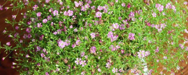 紫罗兰：紫罗兰的繁殖方法和养护技巧