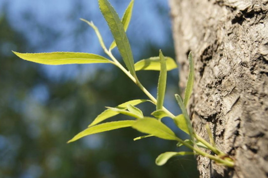 室内怎么养花不容易枯萎