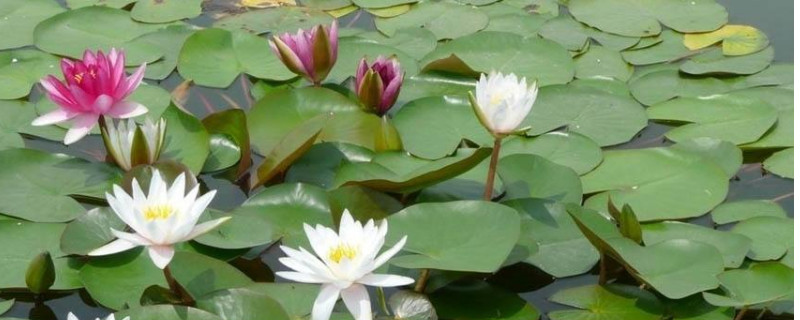 洋葱生长异常防治