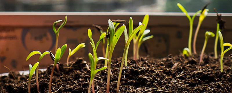 新手如何养好花