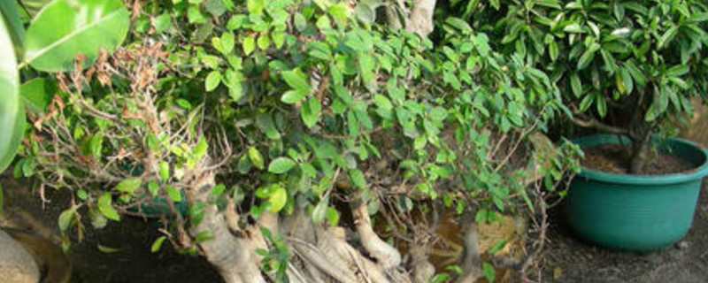 刚挖的蒲公英根能泡水喝吗？