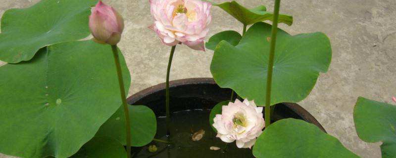 栀子花怎么养才能开花