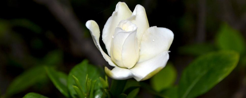 风信子的养护要点