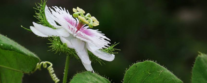  樱花：樱花的养殖和观赏要点