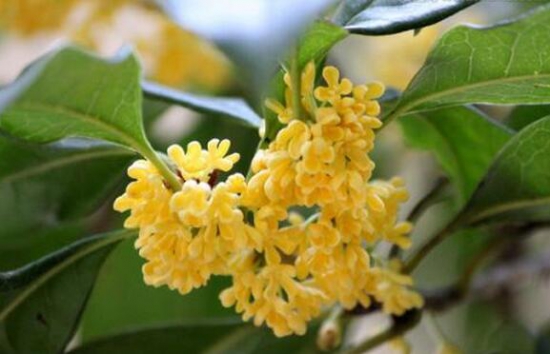 最好养的花卉有哪些 适合新手养的花