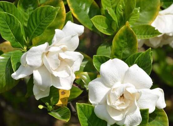 兰花春天怎么养