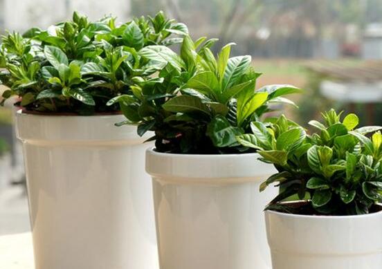 春天绿萝怎么养？