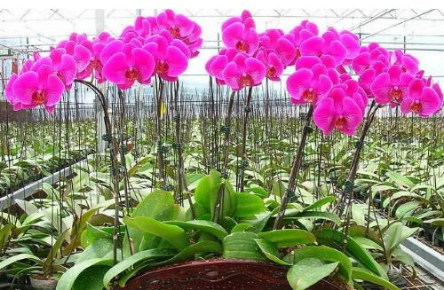 雏菊的养护技巧与方法