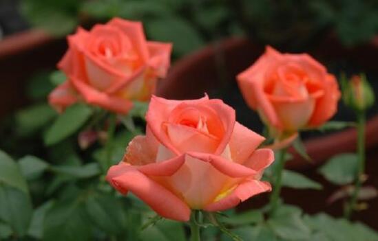 绿萝怎么养才能更旺盛