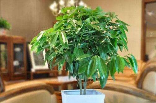 青蒿的养护技巧与方法