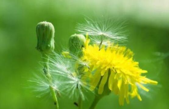 绿萝的养护技巧与方法