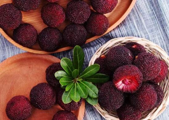 盆栽花卉怎么养