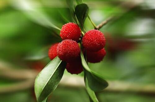 如何掌控大棚蔬菜的生长？探讨大棚蔬菜控旺技术