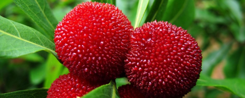 杨梅什么时候吃