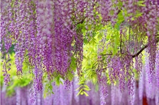 中国紫藤花最美的地方
