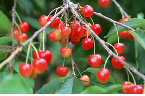 樱桃树全年用药表