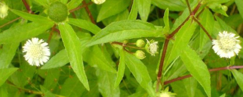 黑墨草植物黑发是真的吗?