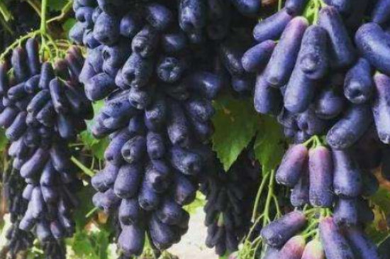 甜蜜蓝宝石葡萄苗品种介绍