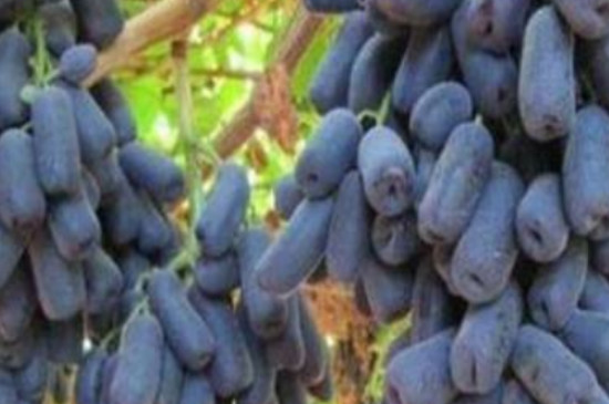 甜蜜蓝宝石葡萄苗品种介绍