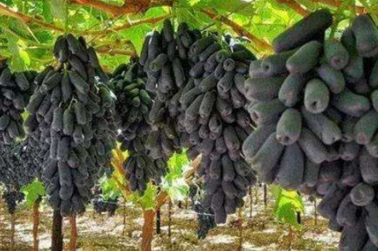 甜蜜蓝宝石葡萄苗品种介绍