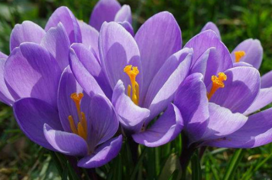 藏红花种植条件及环境