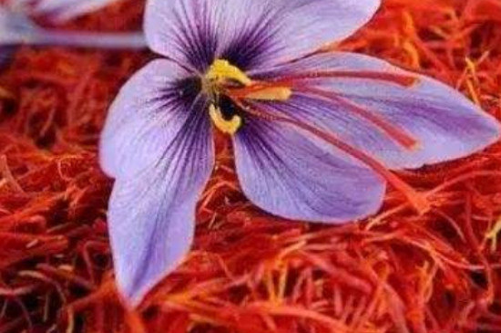 藏红花种植条件及环境