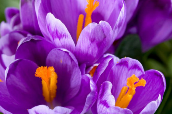 藏红花种植条件及环境