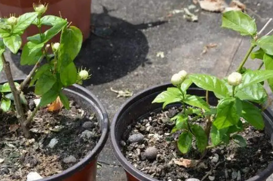 虎头茉莉冬季的养殖方法和注意事项