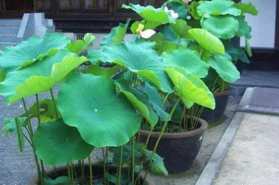 荷花种子怎么种植