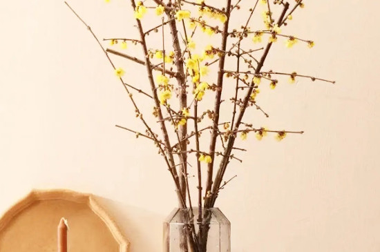 腊梅花枝条插水里能开花吗