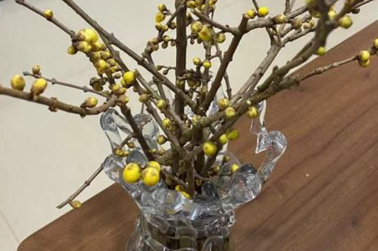 腊梅花枝条插水里能开花吗