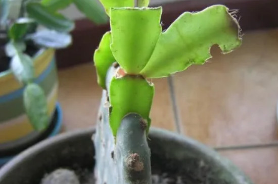 仙人球可以嫁接蟹爪兰吗