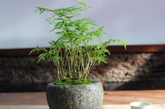 竹子叶子发黄什么原因,怎样解决