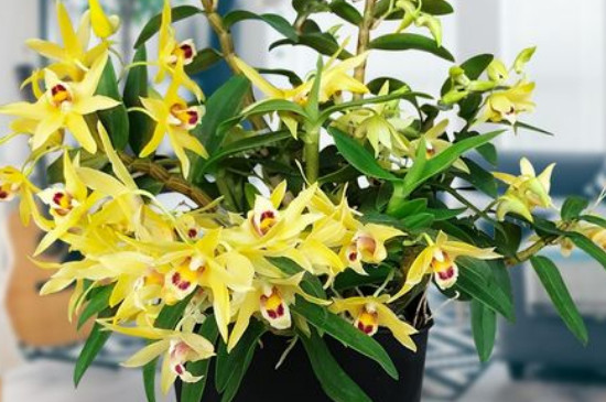 抗冻耐寒的室内植物