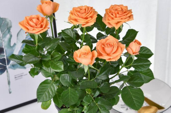 抗冻耐寒的室内植物