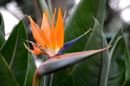 大叶绿植有哪些