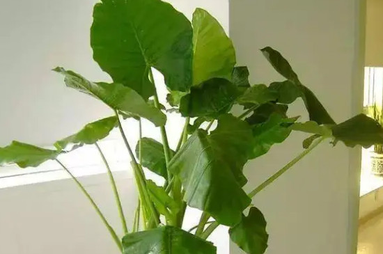 大叶绿植有哪些