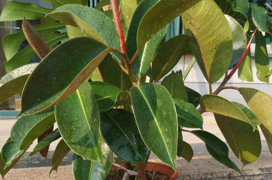 大叶绿植有哪些