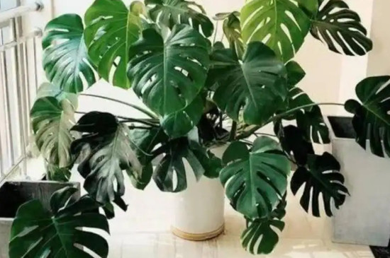 大叶绿植有哪些