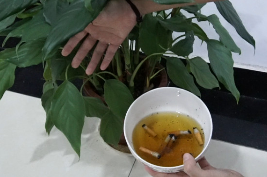 养花有小飞虫怎么处理