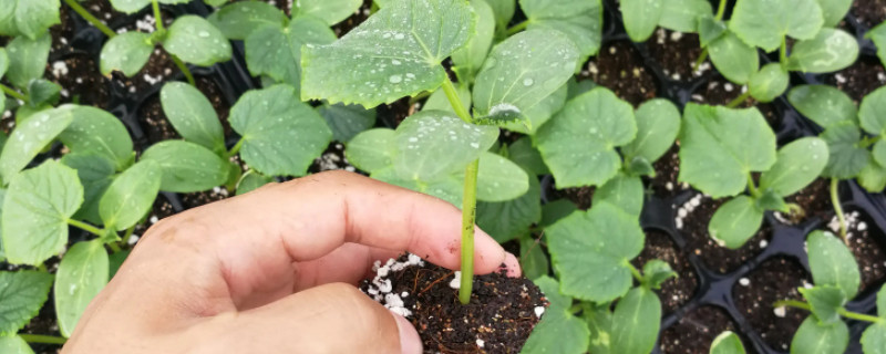 水果黄瓜的种植时间和管理方法