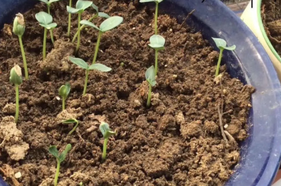 水果黄瓜的种植时间和管理方法